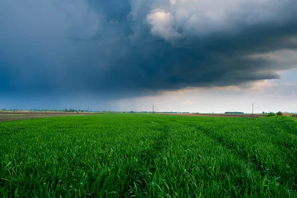 Nuvole di tempesta sul campo di grano — Foto Stock