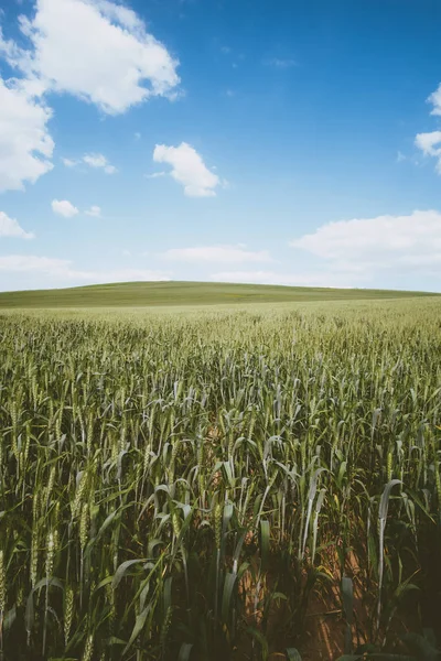 Spring wheat field landscape — Stock Photo, Image