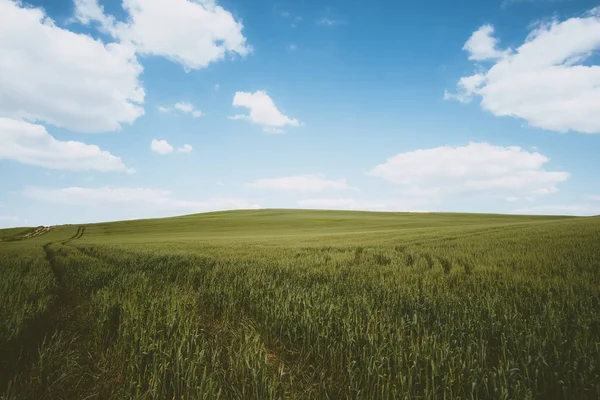 Lente tarwe veld landschap — Stockfoto