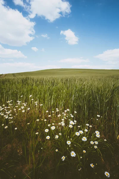 Daisy flor no campo de trigo — Fotografia de Stock