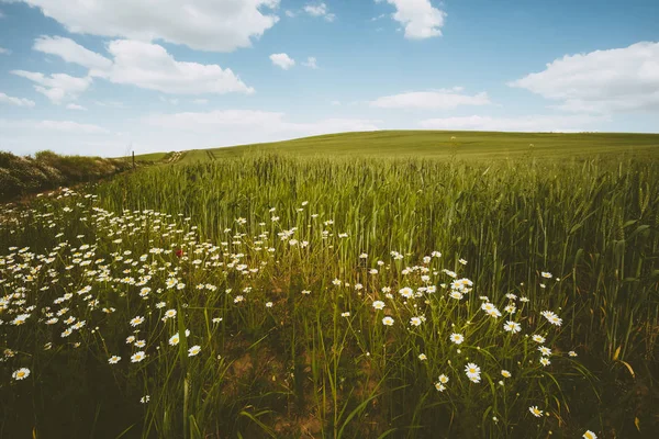 Daisy flower on wheat field — Stock Photo, Image