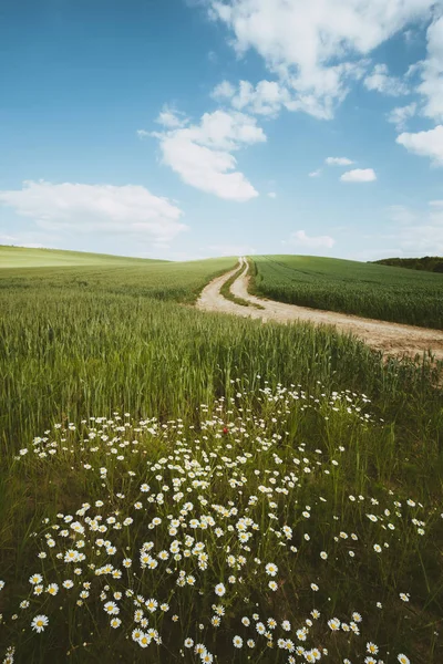 Estrada e paisagem de flor de margarida — Fotografia de Stock