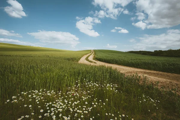 Weg en daisy bloem platteland — Stockfoto