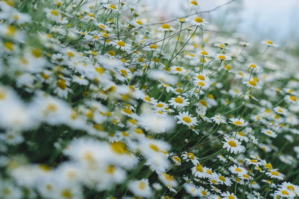 Papatya çiçek bahar çayır — Stok fotoğraf