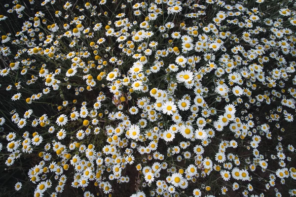 Daisy flower spring meadow — Stock Photo, Image