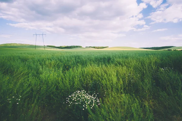 Piloni sul campo in primo piano fiori di margherita — Foto Stock