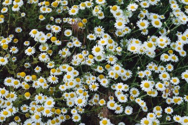 Papatya çiçek bahar çayır üzerinde