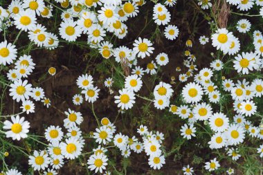 Papatya çiçek bahar çayır üzerinde