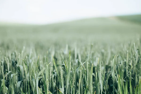 Freshness spring wheat — Stock Photo, Image