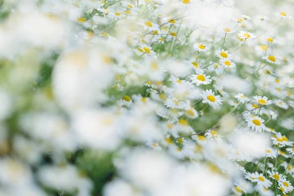 Fleur de marguerite sur prairie printanière — Photo