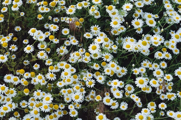 Papatya çiçek bahar çayır üzerinde