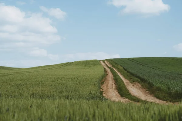 Polnej drodze na polu pszenicy — Zdjęcie stockowe