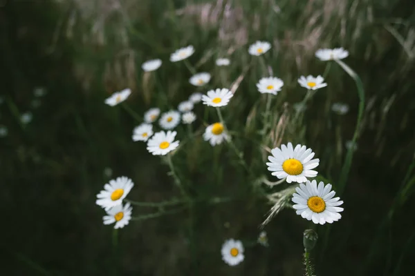 Fleur de marguerite sur prairie printanière — Photo