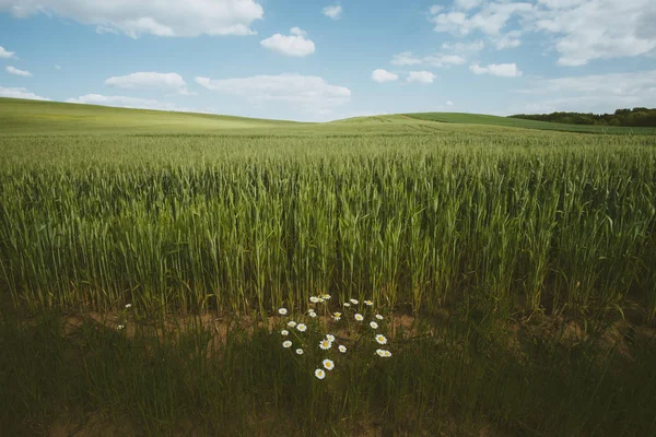 Daisy flower op tarweveld — Stockfoto