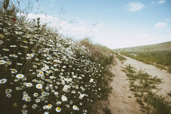 Margherita fiore vicino strada sterrata prospettiva insolita — Foto Stock