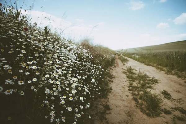 Margherita fiore vicino strada sterrata prospettiva insolita — Foto Stock