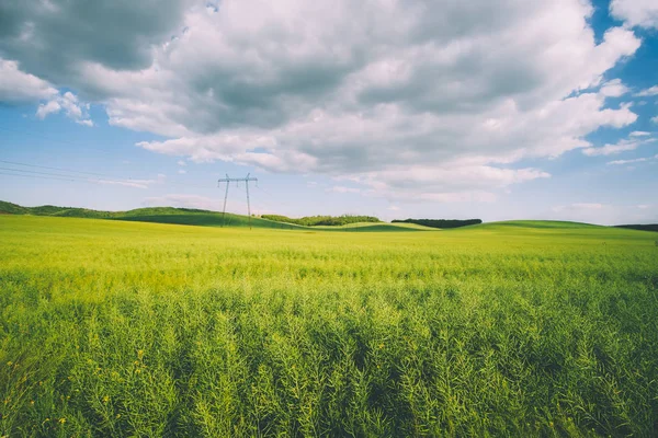 Pilone sul campo — Foto Stock