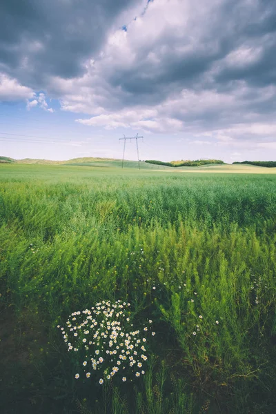 Pyloner på fältet i förgrunden daisy blommor — Stockfoto