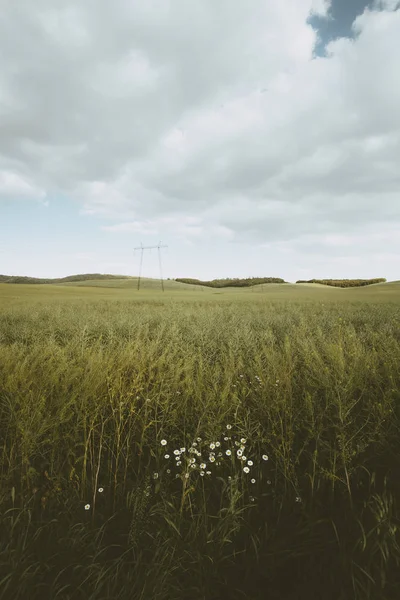 Słupy wysokiego napięcia na polu w kwiaty daisy — Zdjęcie stockowe