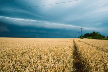 Buğday alan üzerinde fırtına