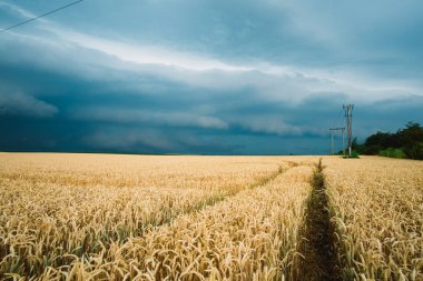 Buğday alan üzerinde fırtına