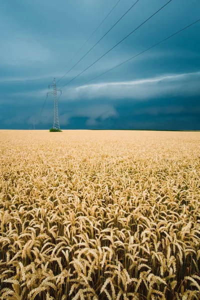 Buğday alan üzerinde fırtına — Stok fotoğraf
