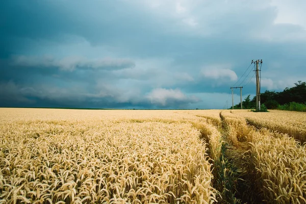 Tormenta sobre el campo de trigo —  Fotos de Stock