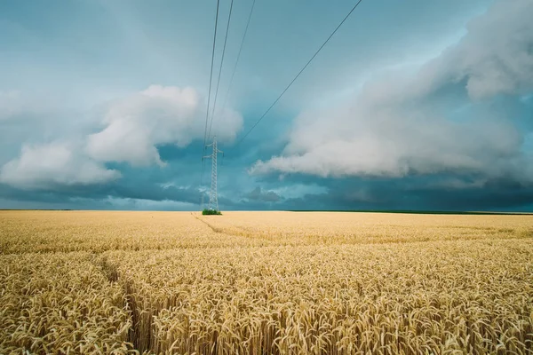 Buğday alan üzerinde fırtına — Stok fotoğraf