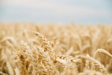 altın buğday arka plan