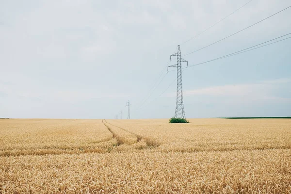 Líneas de alimentación y postes en el campo — Foto de Stock