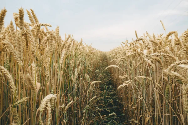 Wheat field perspective — Stock Photo, Image