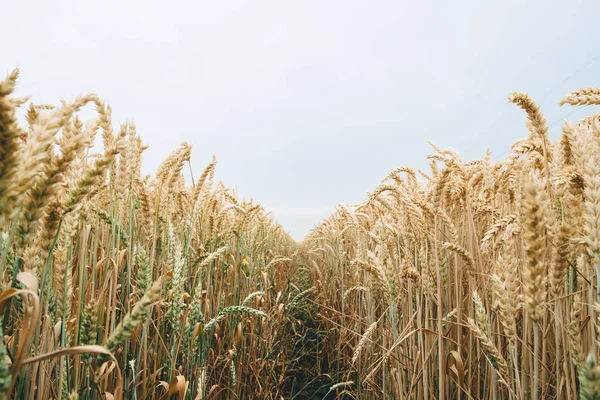 Wheat field perspective — Stock Photo, Image