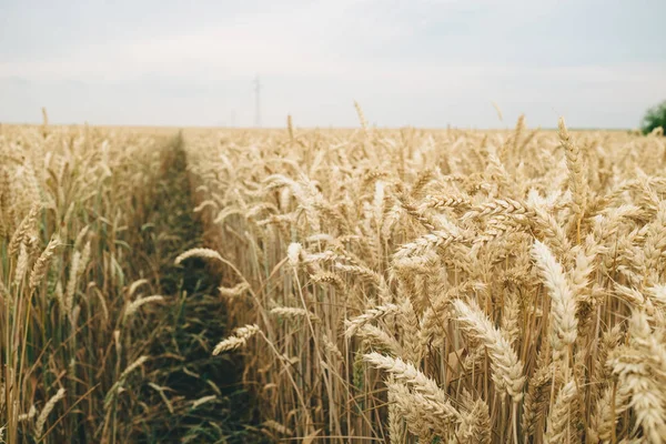 Wheat field perspective — Stock Photo, Image