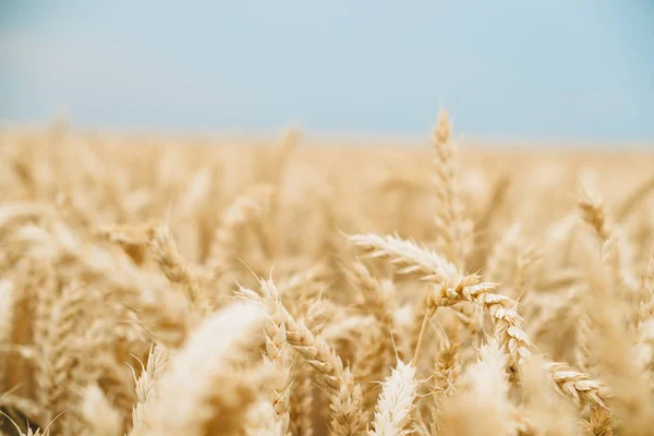 Golden wheat background — Stock Photo, Image