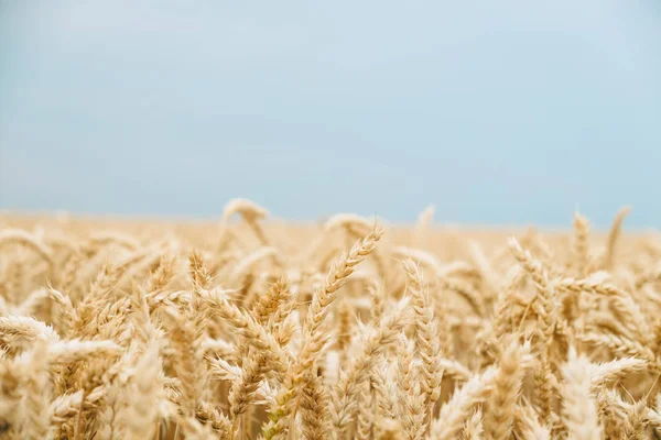 Gyllene vete bakgrund — Stockfoto