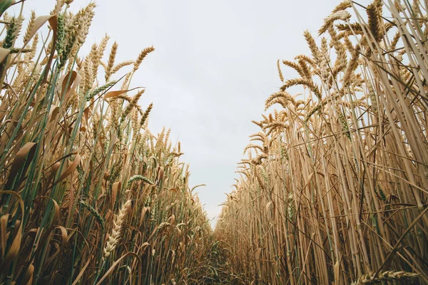 Wheat field perspective — Stock Photo, Image