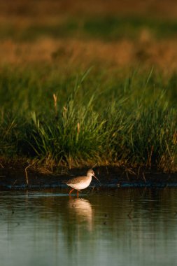 Gölde yaygın Redshank (Tringa totanus)
