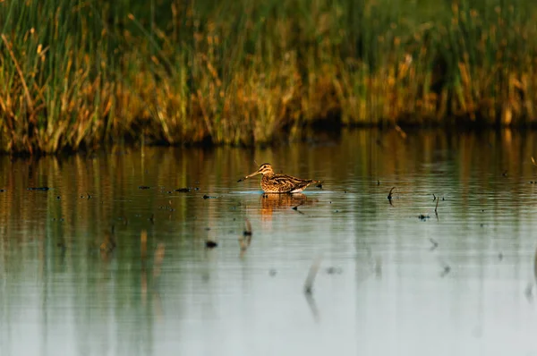 Ευρασιατική Woodcock Scolopax Rusticola Στη Λίμνη — Φωτογραφία Αρχείου