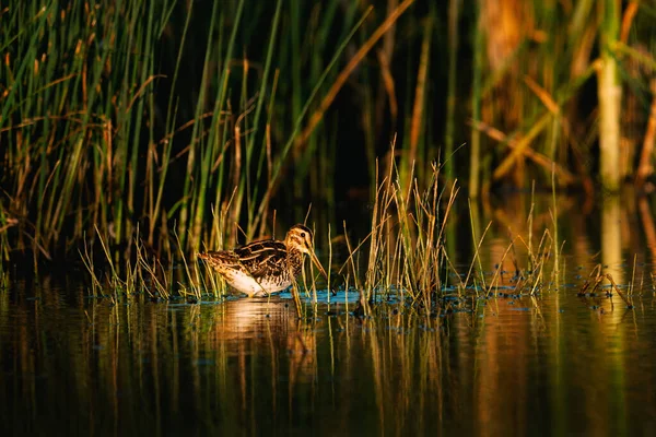湖上的欧亚啄木鸟 Scolopax Rusticola — 图库照片