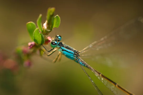 Close Photo Dragonfly — Stock Photo, Image