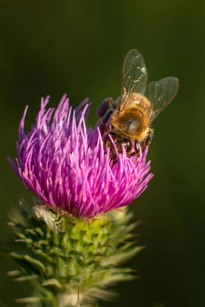 Abeja Una Flor Púrpura — Foto de Stock