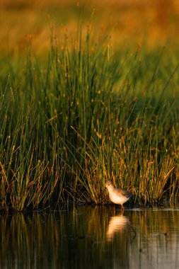 Gölde yaygın Redshank (Tringa totanus)