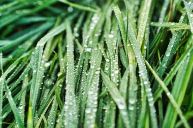 Yağmurdan sonra taze çimenlere su damlıyor.