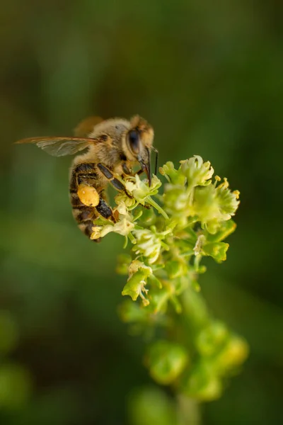 Abeja Una Flor — Foto de Stock