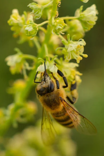 Abeja Una Flor — Foto de Stock