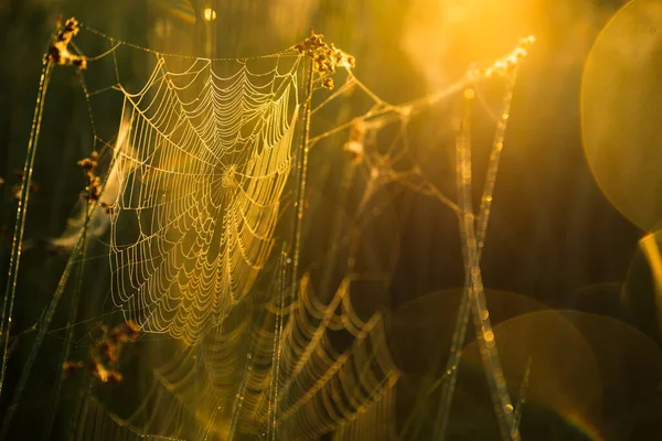 Spinnennetz Auf Der Morgenwiese — Stockfoto