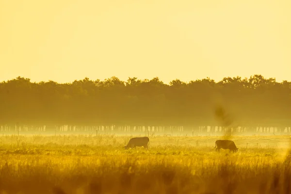 Vacas Pastagens Nebulosas — Fotografia de Stock