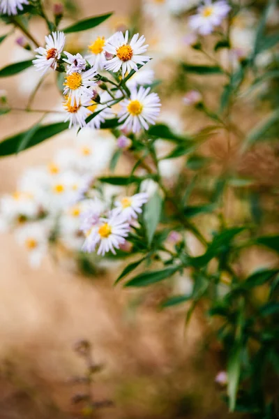 Zamknij Zdjęcie Daisy Kwiat — Zdjęcie stockowe