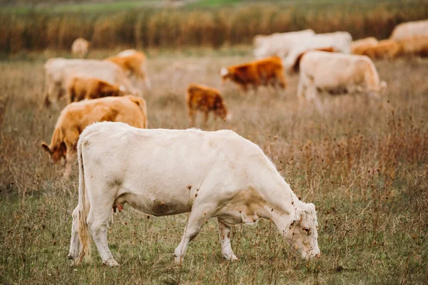 Cows Grazing Pasture — Stock Photo, Image