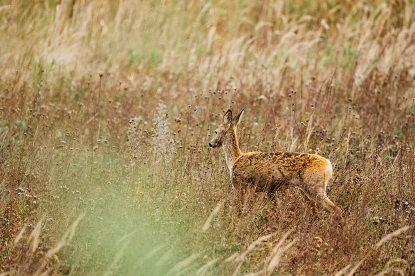 Cervo Roe Capreolus Capreolus Prado — Fotografia de Stock